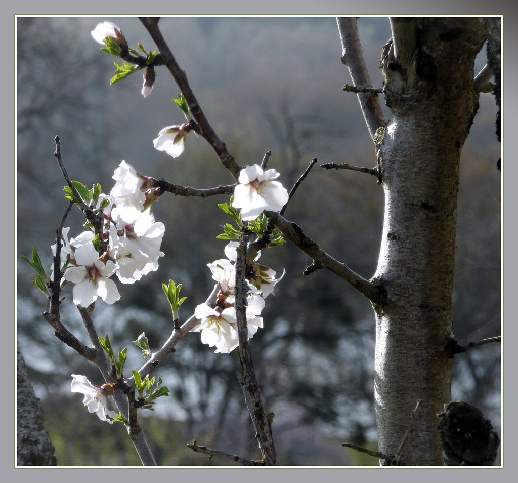 Le Printemps en Anjou - mi-Mars by Pom-Panoramio? YES !