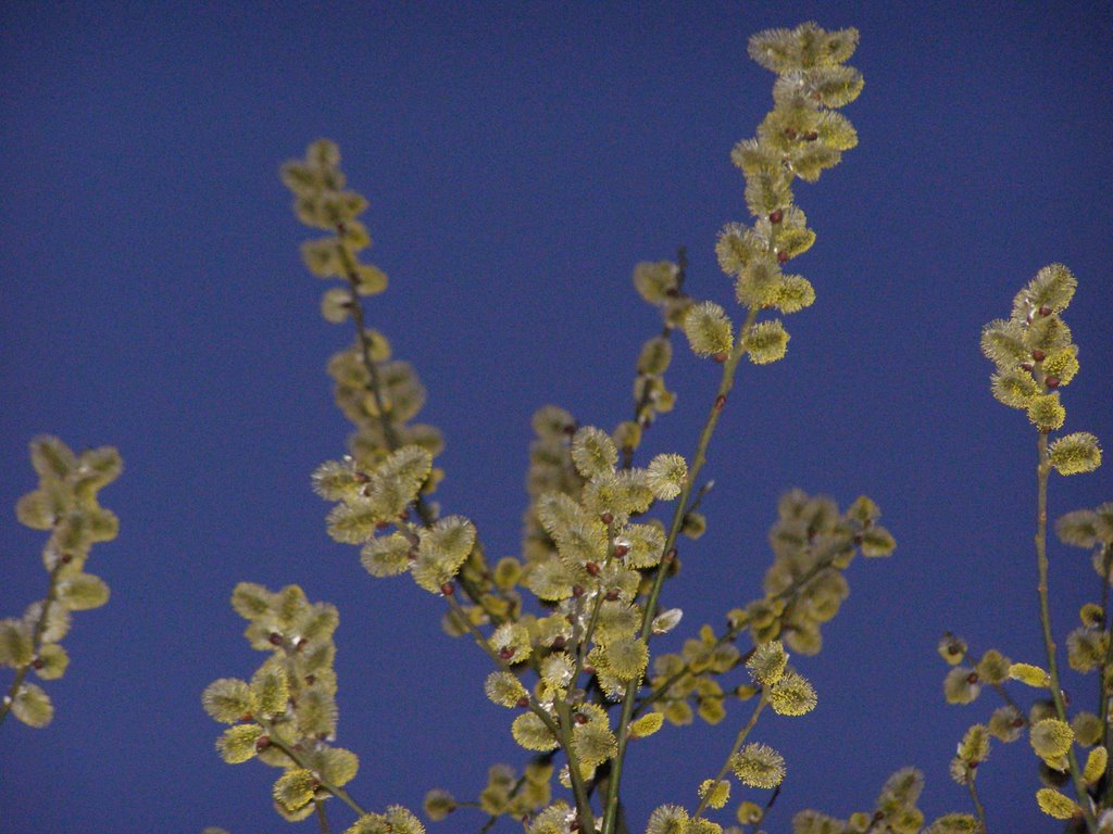 First Willow flowers of 2009 by Fred Fouarge