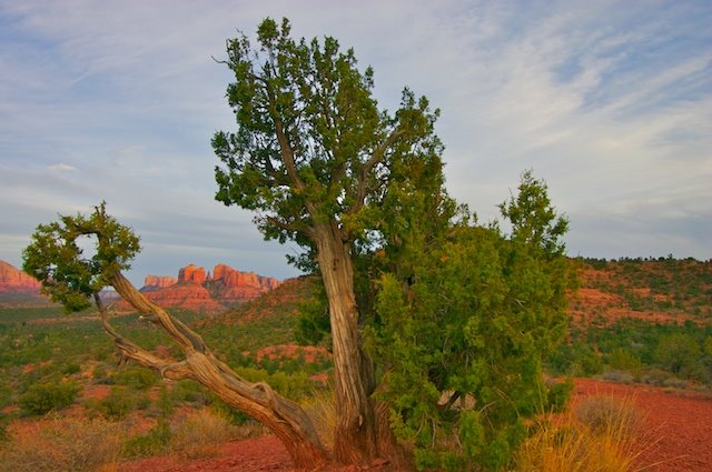 Beautiful Sedona: "Cathedral Rock" in the distant background by HSanatinia