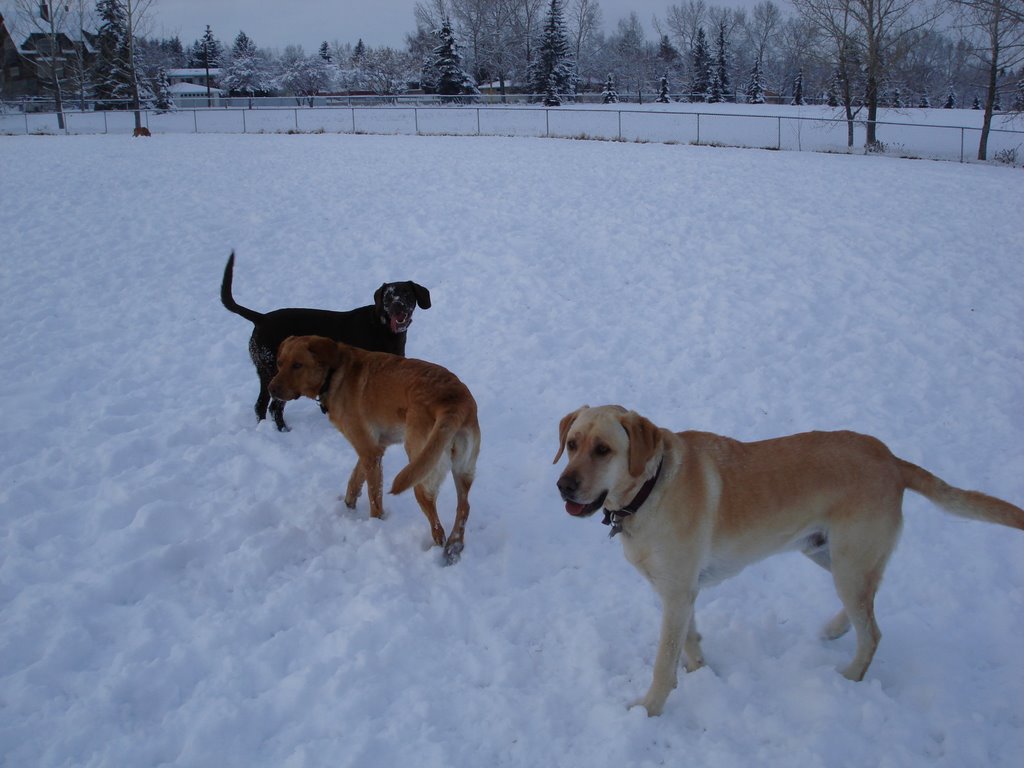 Cambrian Heights Offleash Park by spangler61