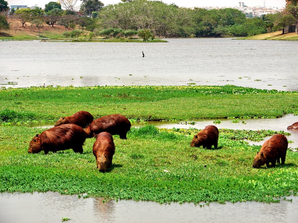 Capivaras em São José do Rio Preto - SP by iverson magalhaes