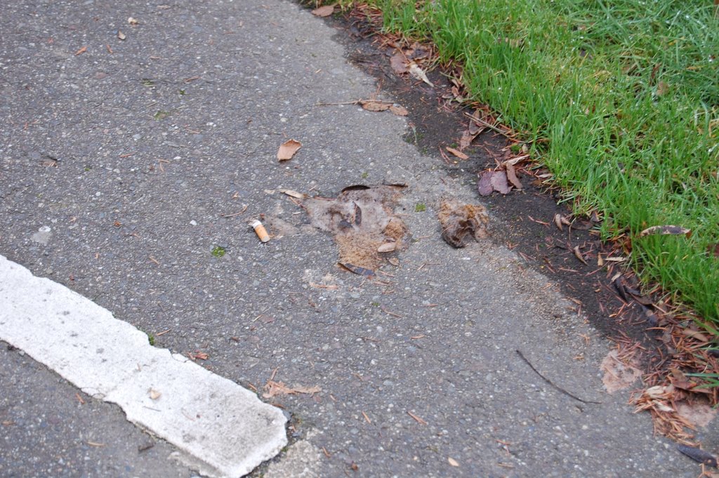 Dog Poop on Interurban trail. Dog poop is raw sewage. It spreads disease and pollutes the ground water. by poopertrooper