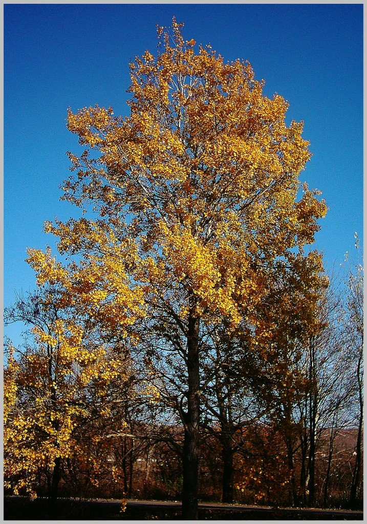 Yellow tree by János Nagy