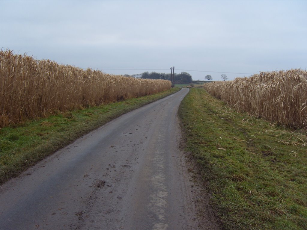 Uncut corn near Driffield by jeffrey-kellett