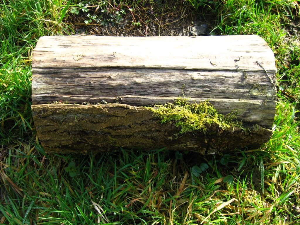 Wooden log by earshot