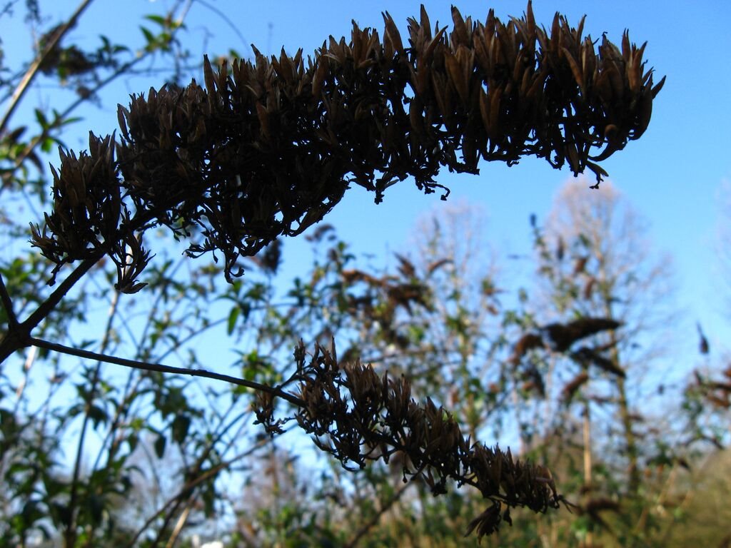 Buddleja I by earshot