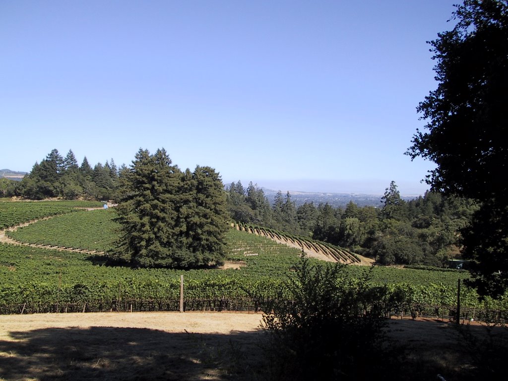 Grapes in Sonoma by Steve Faiwiszewski