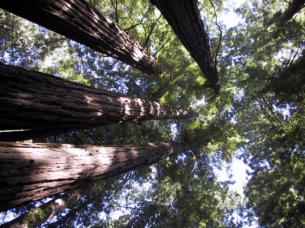 Red woods by Steve Faiwiszewski