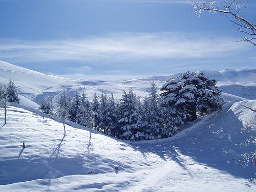 Cedars Under Snow by Charbel Tawk