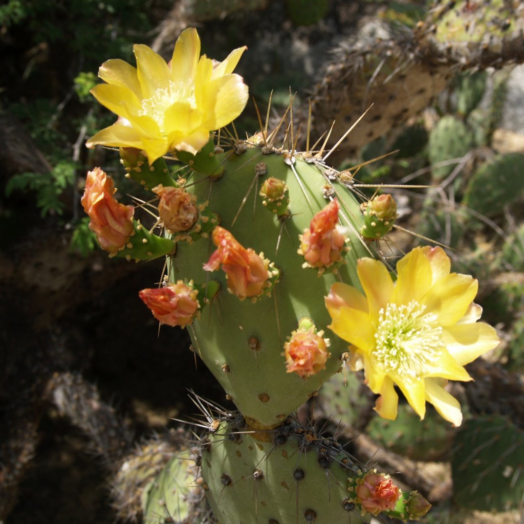 Blooming Cactus 01-03-2009 by Hans van der Aalst