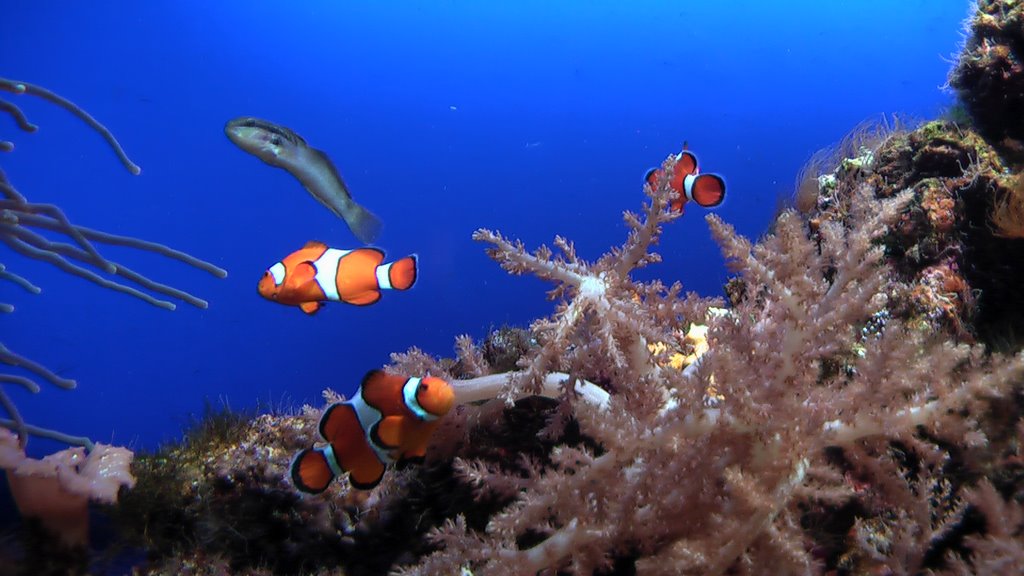 Nemo z Loro park Teneriffa by Marek kozaryna