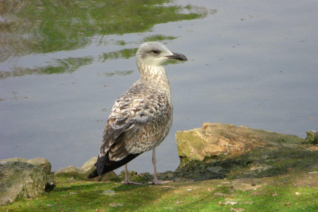 Gaviota patiamarilla joven by Raitana