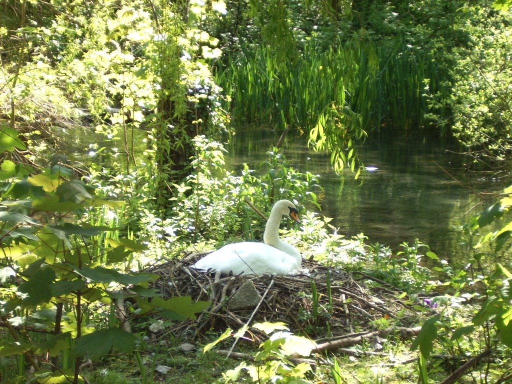 Nesting Mute Swan, Kearsney Abbey, Dover, Kent, England, United Kingdom by John Latter