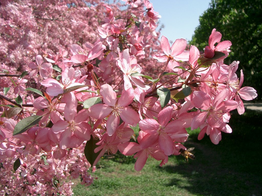 Spring blooming by prostomaria