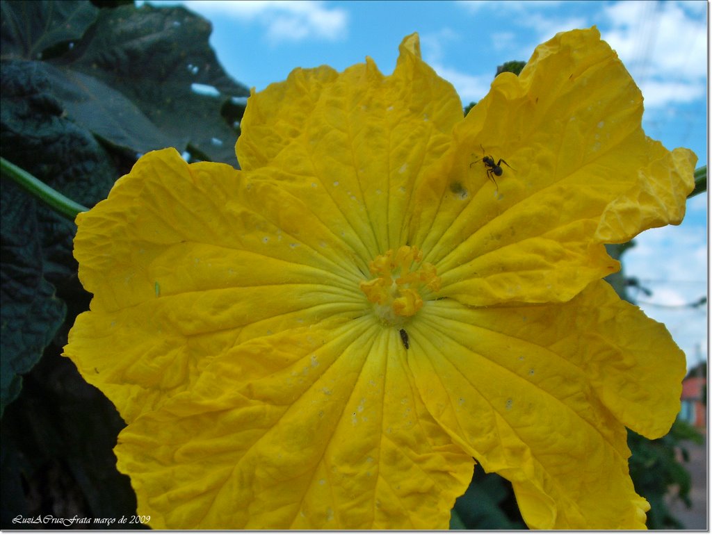 A flor e a formiga by Luzia Frata