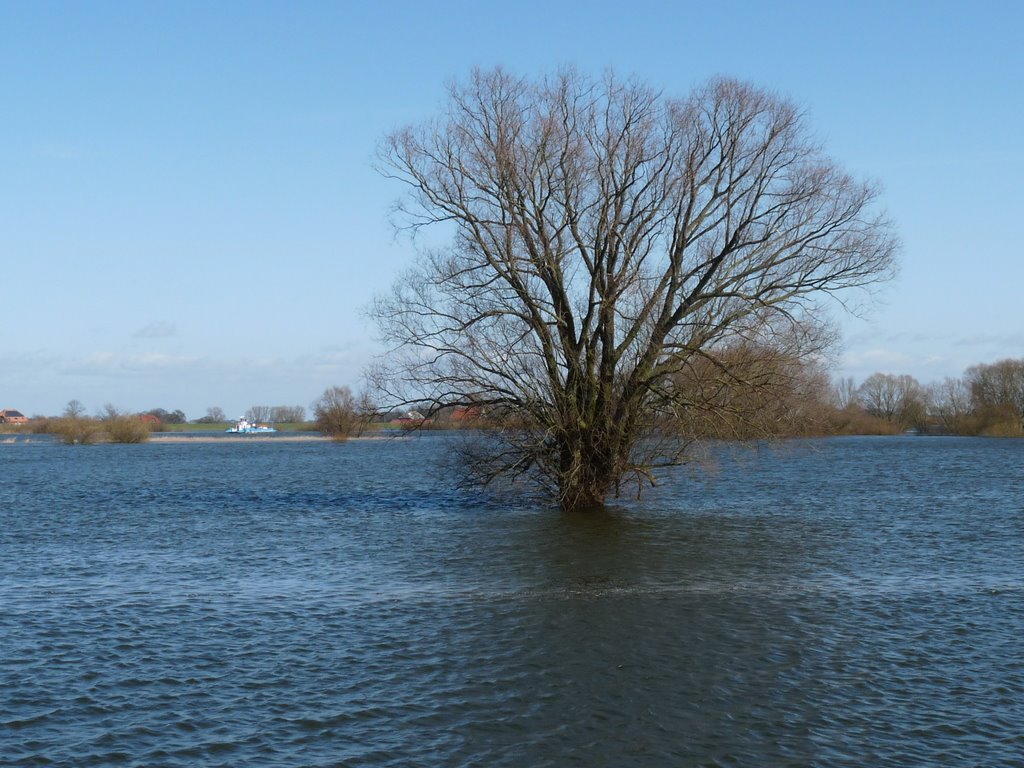 Normalerweise steht der Baum auf dem Trockenen - Hochwasser am 18.3.2009 by mimi.handorf