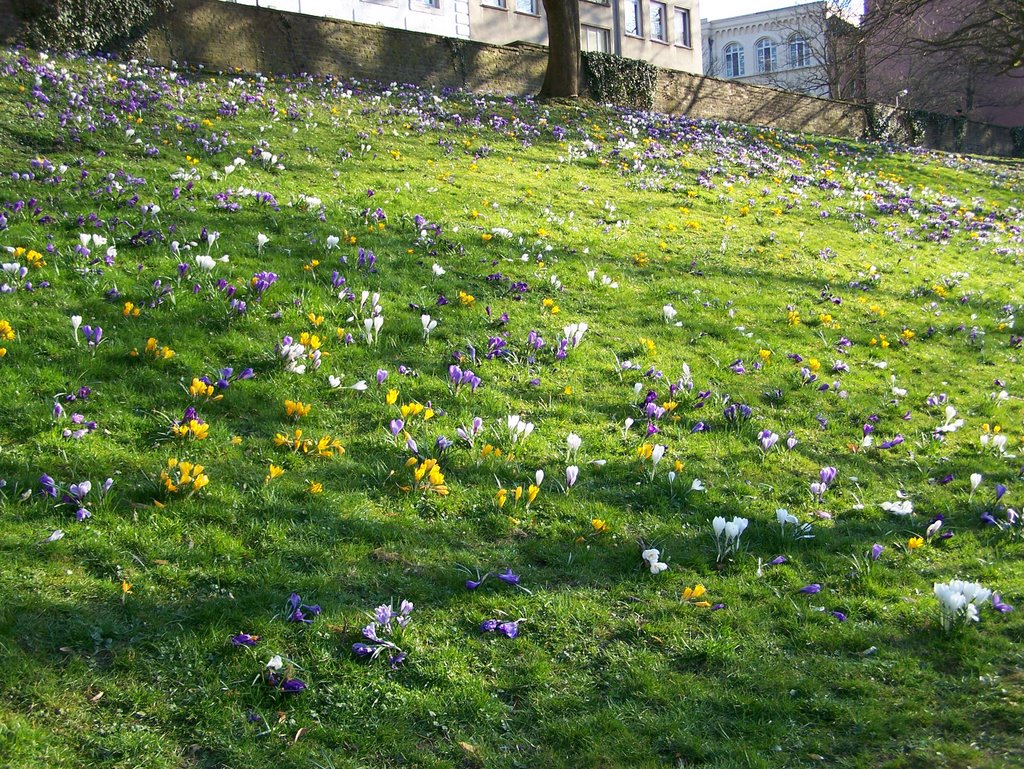 Krokusse im Burtscheider Kurpark by RalfH