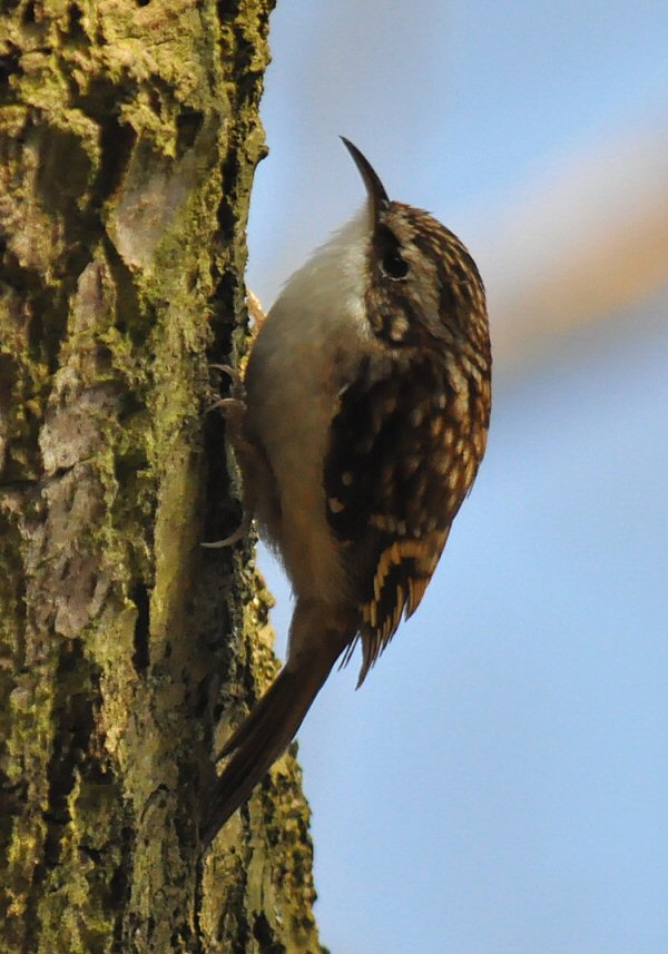 Treecreeper by David Humphreys