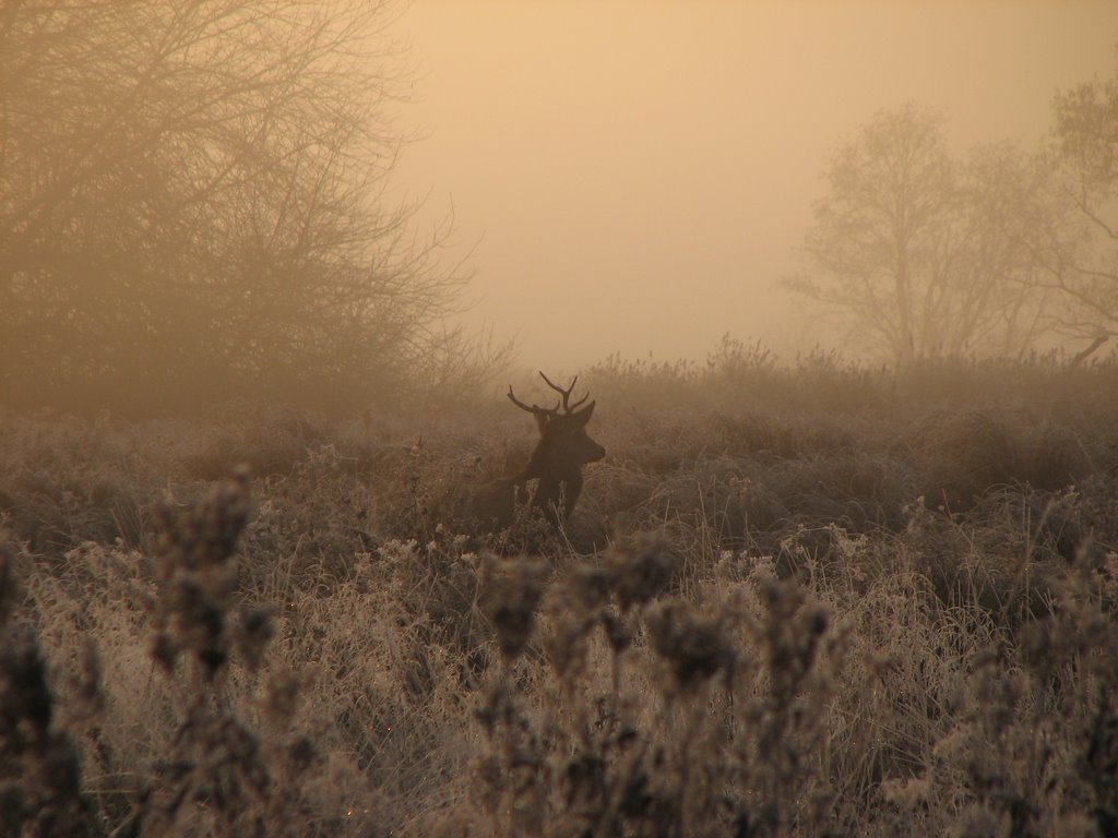 Cold morning by Viktor Herman