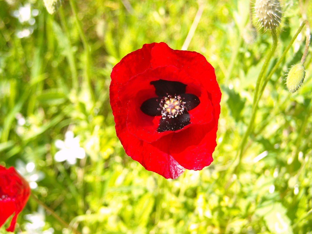 ***poppy*** by renaki1