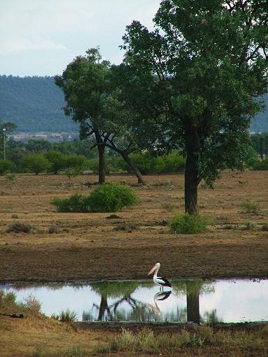 Pelican fishing by EcologistGreg