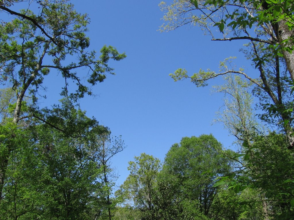 LA Arboretum Sky by whallback