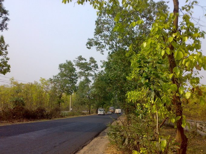 National Forest, Gazipur by Mahbub Khan Shabuz