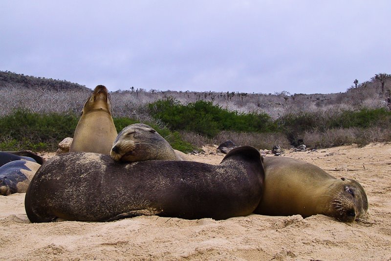 Galapagos Sealions by mKlingsiek