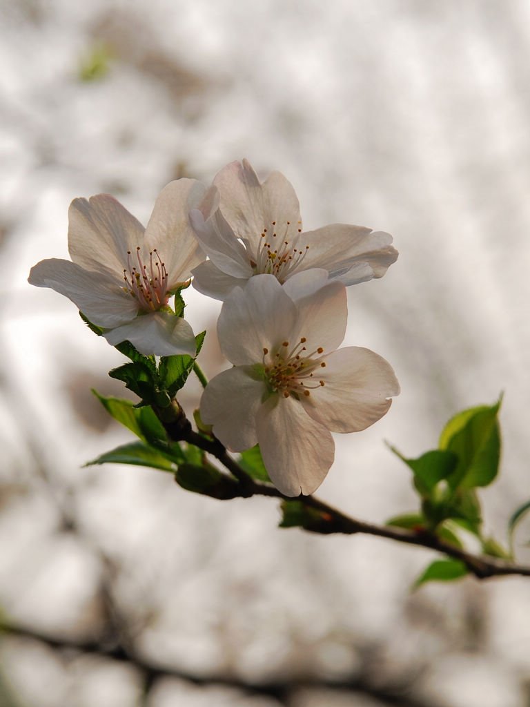 Prunus serrulata by darkflyrobin