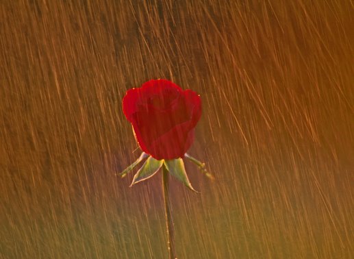 A Rose in the Rain by Joe Connors