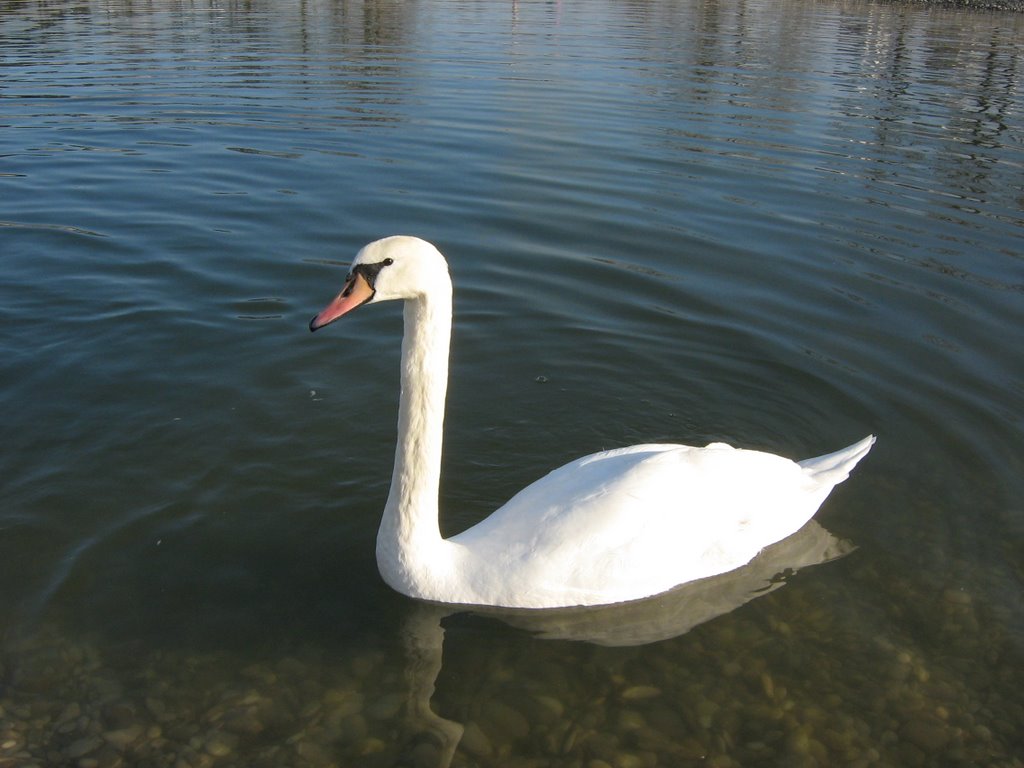 Swon on the lake Bundek by ivo.katusin