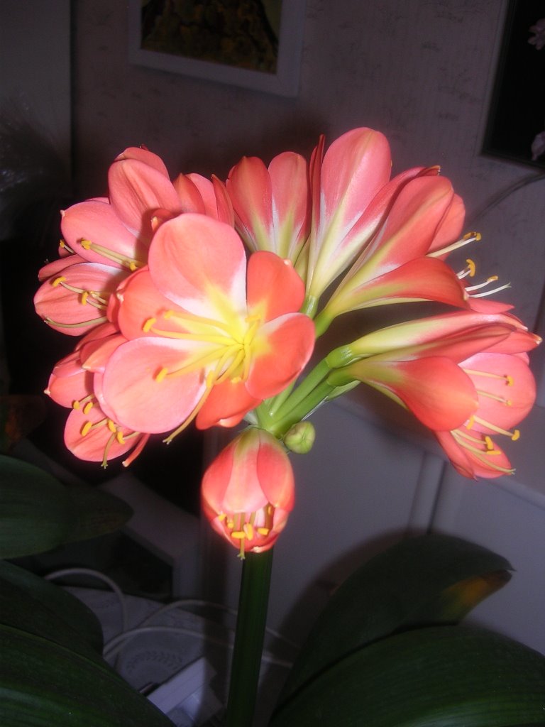 CLIVIA 21.3.09 by Romina Marken