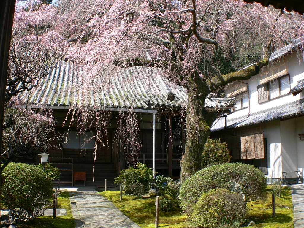 専称寺シダレザクラ(Sensyou　Temple　Drooping Cherry Tree) by noo_tenki