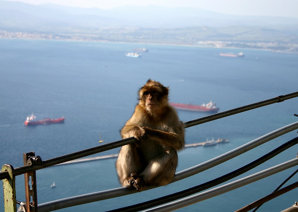 Barbary ape sitting on a guardrail overlooking the Mediteranian by LOUGPIXS