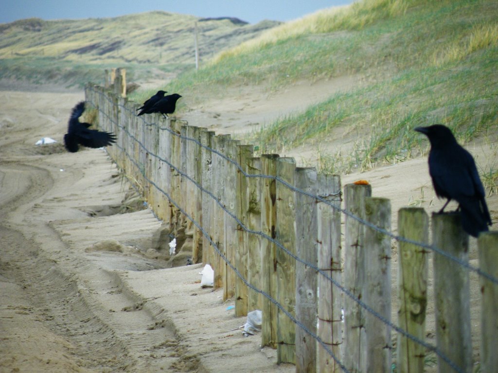 The crows of Scheveningen beach by Clem Bennett