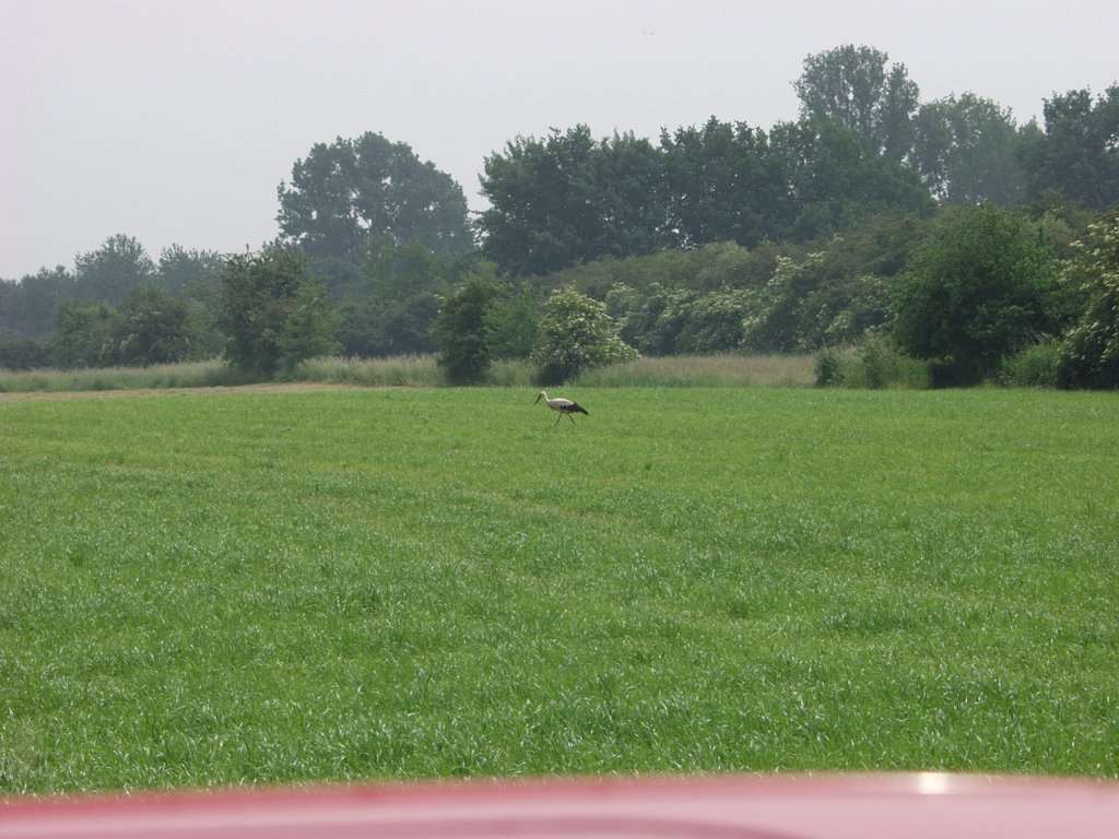 Ein Storch auf der Weide by Frank Sen2