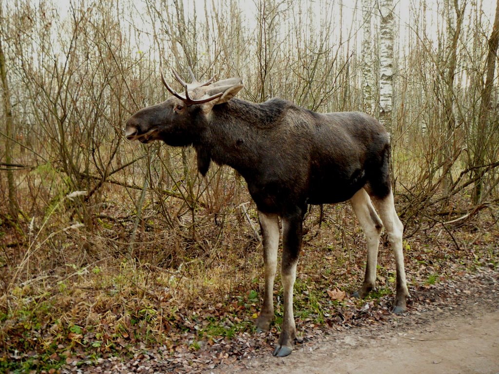 Losiniy Ostrv, Elk's Island by Oksana Milina