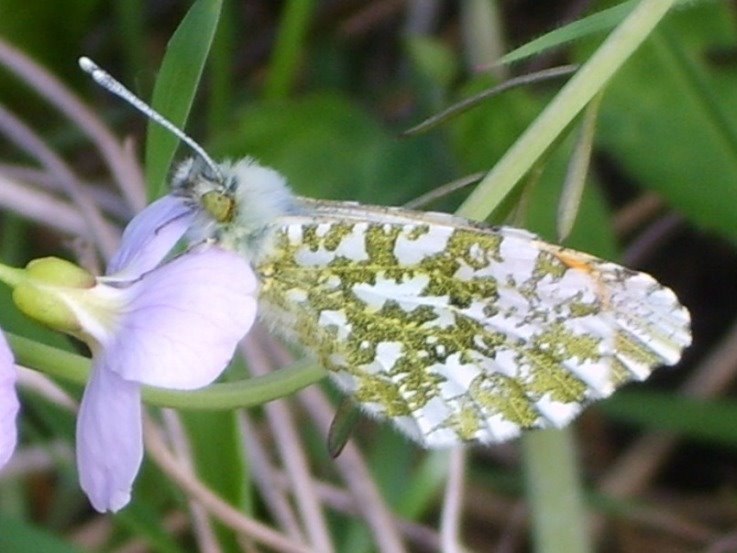 Orangetip by Sawney