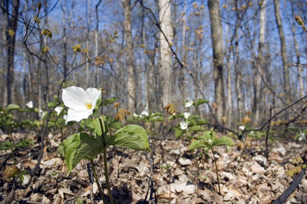 Spring trillium by Steve1602