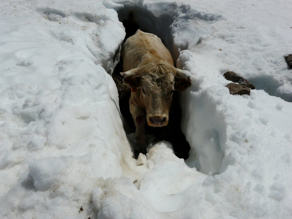 Toro en la acequia by Helder Catalan