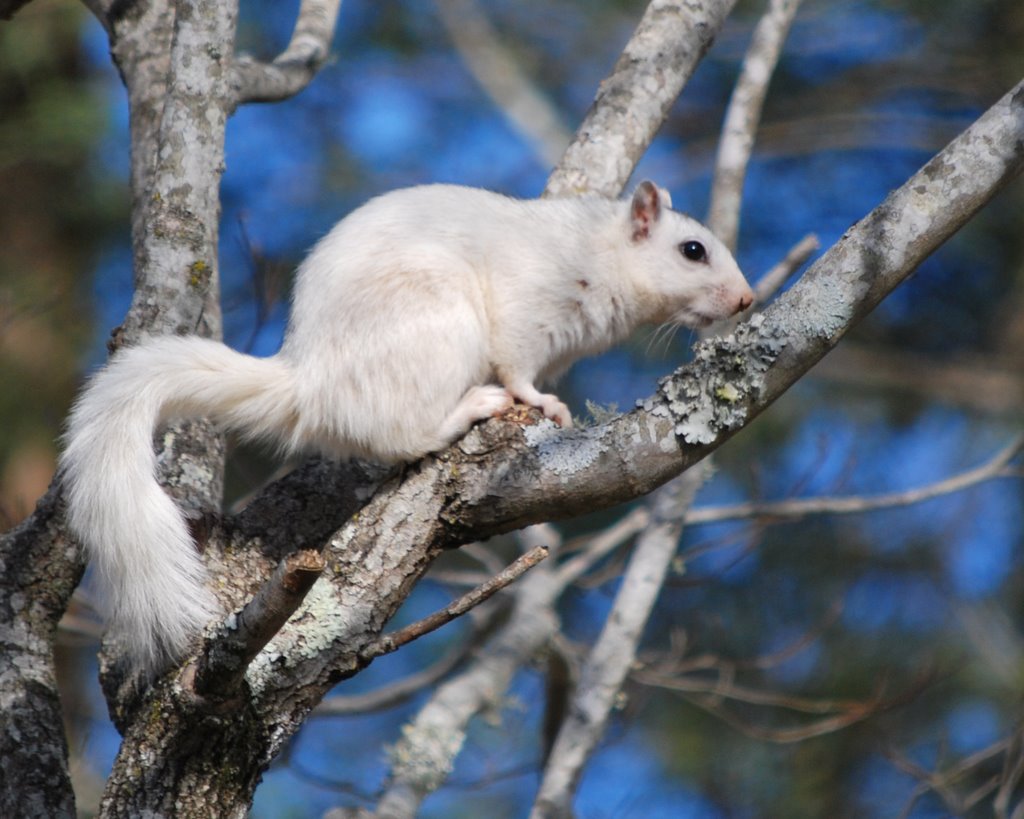 rare white squirrel. by ROBERT HILL