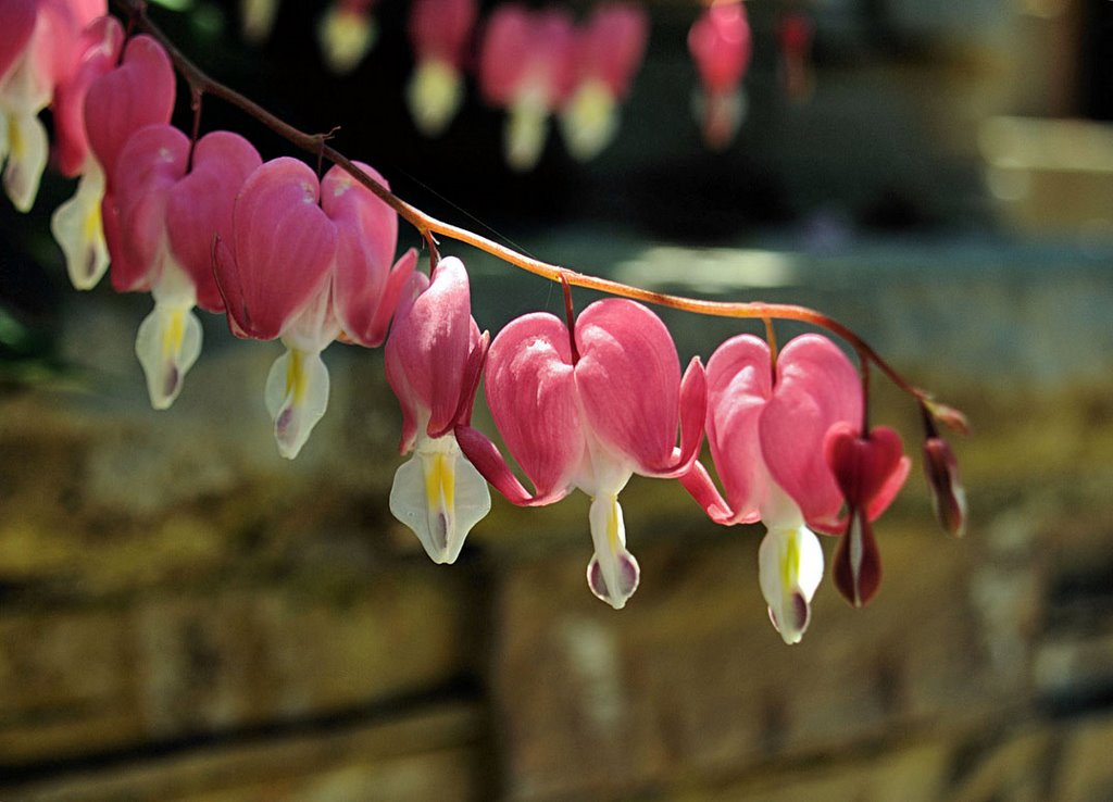 Bleeding Hearts by Stan Pierce