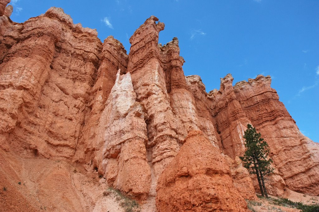 Bryce Canyon 谷底 by wendayys