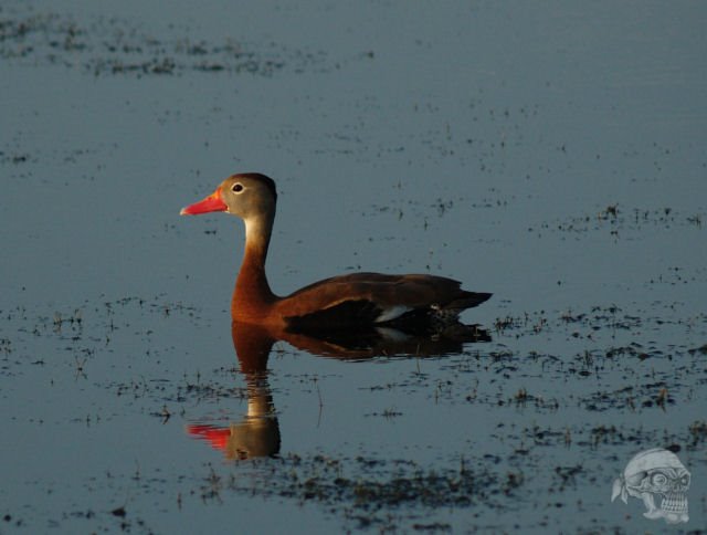 Black-Bellied Whistling-Duck at sunset in the Wetland by Sawman