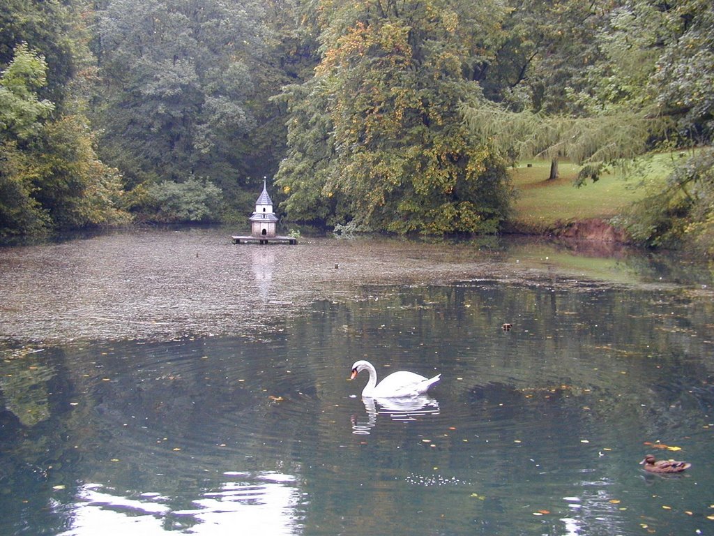 Laubach Schloßpark, Teich mit Schwan und Ente by roadrunner48