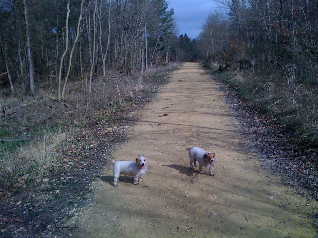 Ufford Wood by AliV