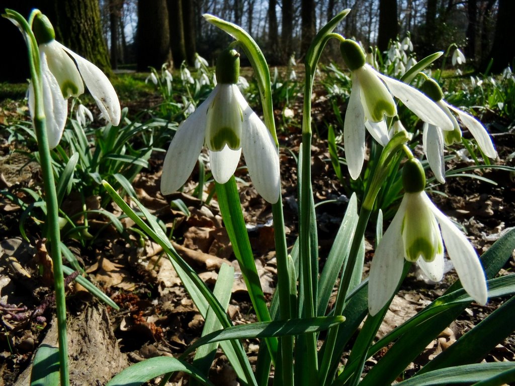 Gewoon sneeuwklokje (Galanthus nivalis) by uaf