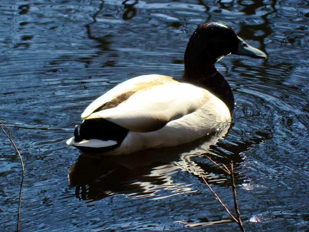 Stadspark De Warande, Helmond by uaf