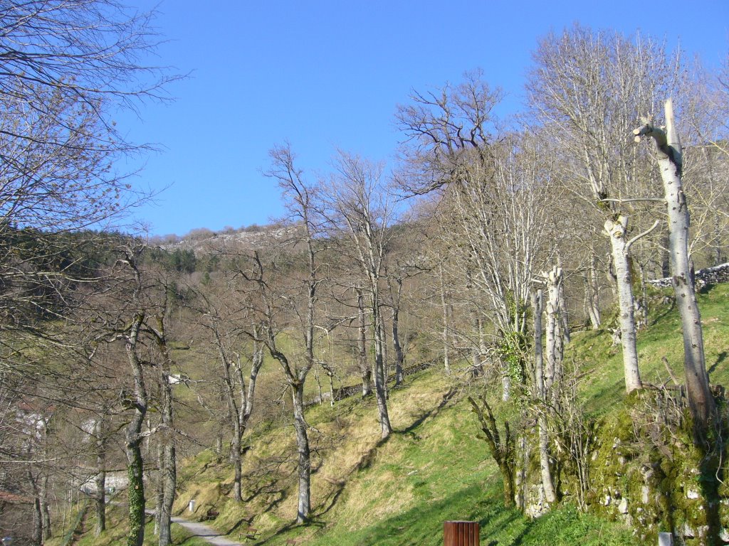 Nude Trees in March by viajerocontinuo