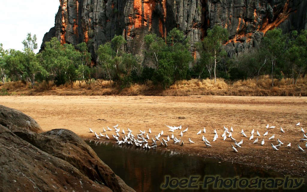 Corella's morning bath at Windjana Gorge - Kimberleys - WA by HappyJoe